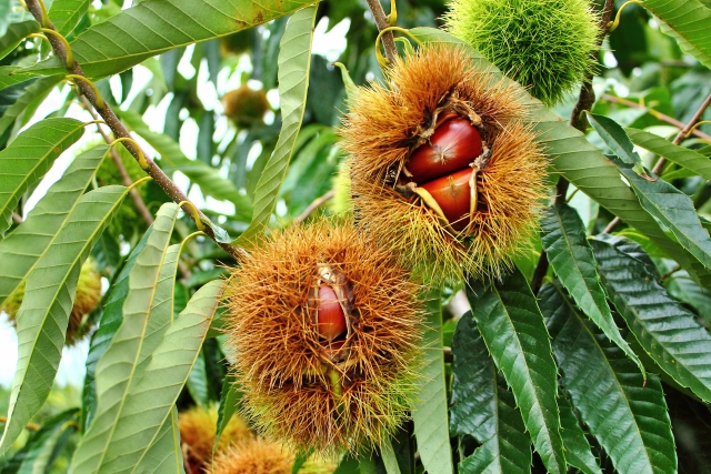 栗の木の枝に複数の栗の実がなっている様子