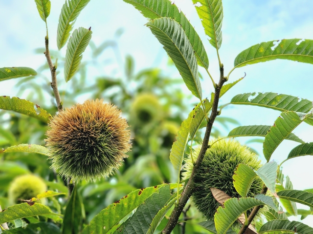 栗の木に実ったイガのアップ写真