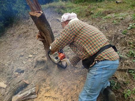 栗の木の伐採を自分で行う方法【無理なくできる範囲】