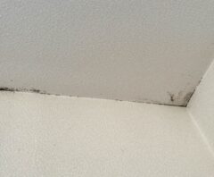 天井のカビ取り方・掃除のステップ4つ！効果的な予防策や注意点も徹底解説