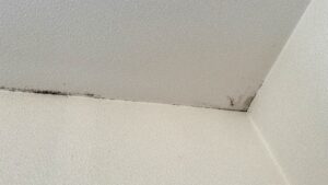 天井のカビ取り方・掃除のステップ4つ！効果的な予防策や注意点も徹底解説