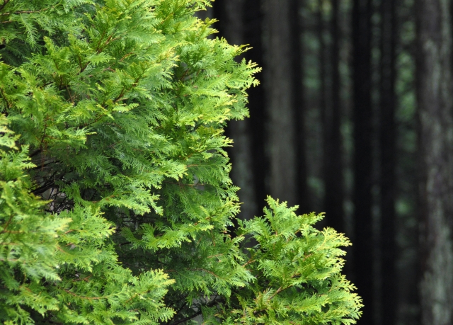 枝葉が伸びたヒバの様子