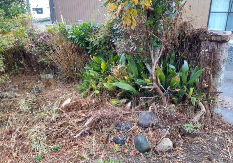 荒れた庭の業者費用を確認中