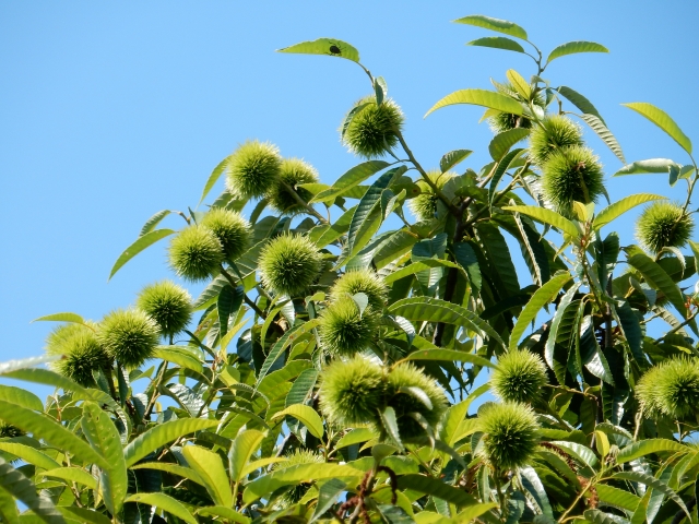 大きく育った栗の木に多くの栗の実が実っている様子