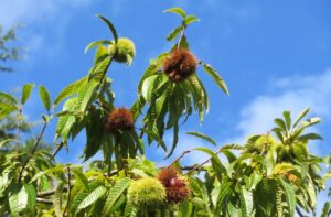 実が実っている栗の木