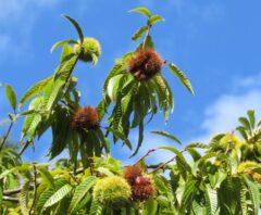 栗の木の伐採完全ガイド|放置は危険?クマ被害・費用相場を解説