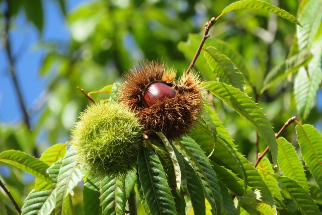栗の木に実ったイガが割れ、中の栗が見えている様子