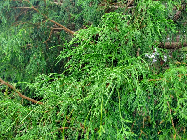 枝葉が密集して伸びすぎたヒバの生け垣