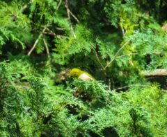 枝葉が伸びたヒバの様子