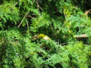 枝葉が伸びたヒバの様子