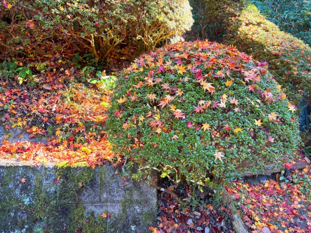 もみじの剪定でよくある失敗例