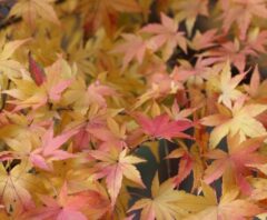 もみじの剪定に失敗するとどうなる？失敗例・正しい対処法と失敗しないコツを解説