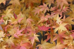 もみじの剪定に失敗するとどうなる？失敗例・正しい対処法と失敗しないコツを解説