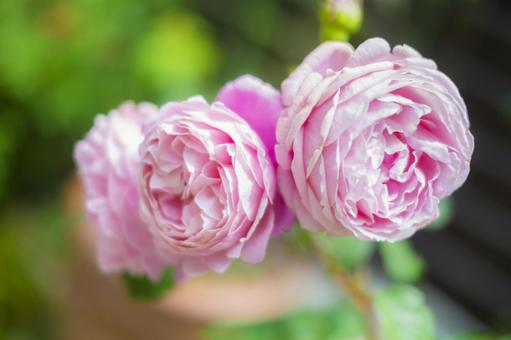 冬のバラ剪定の「切り過ぎ」「許容範囲」の目安