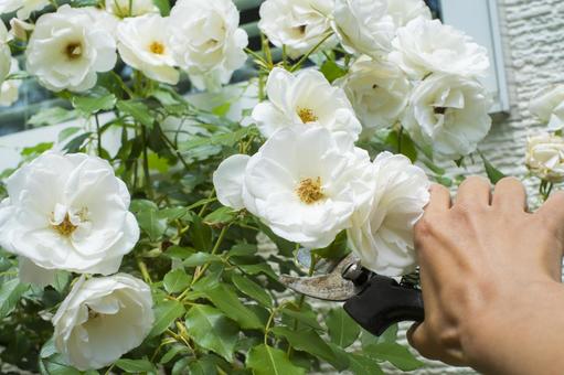 冬のバラ剪定で切り過ぎたら枯れる？起こりうる影響