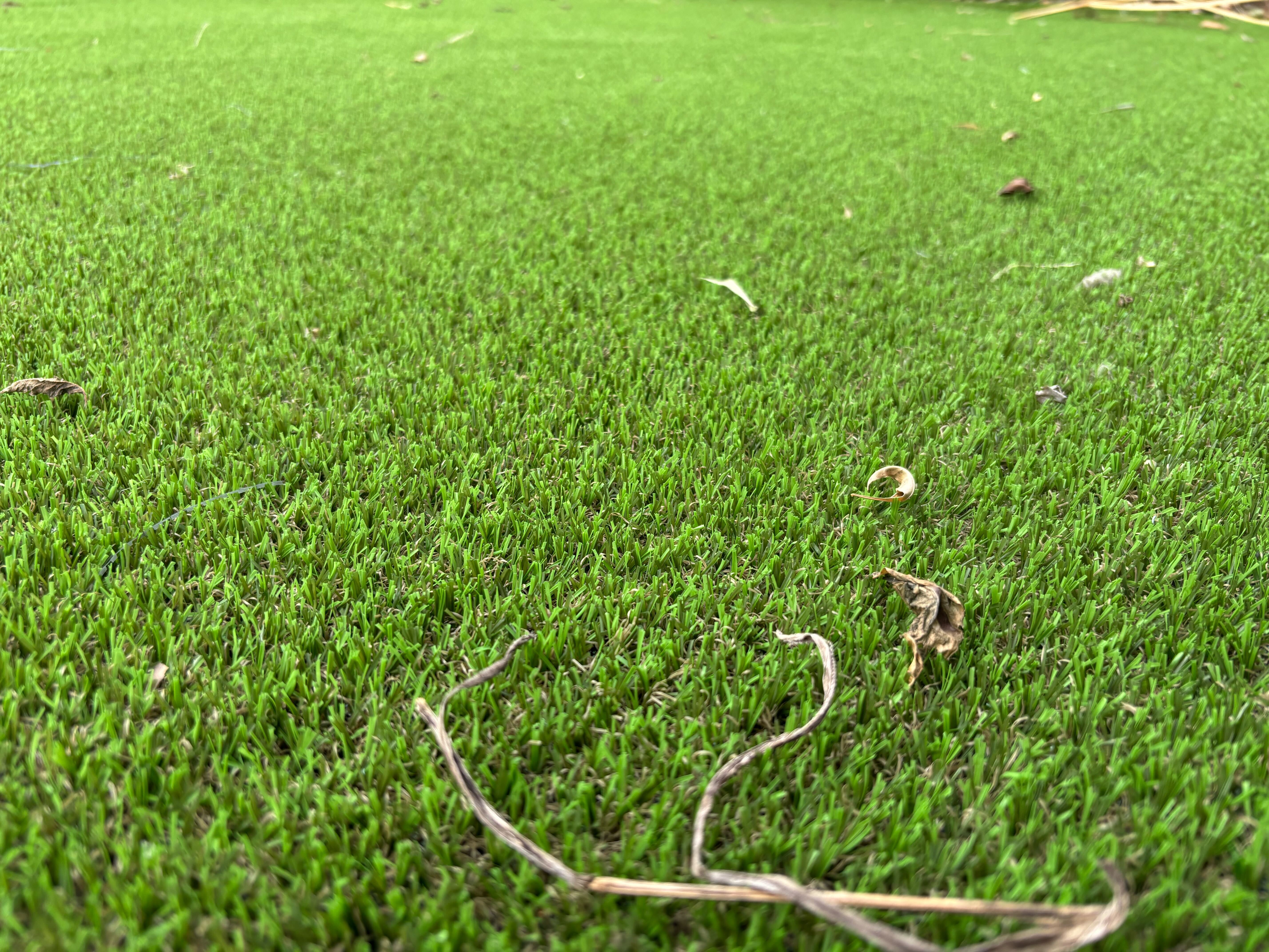 枯れ葉など落ちている人工芝