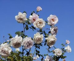 冬のバラ剪定で切り過ぎたときの対処法！枯れる心配・影響は？判断基準・正しいやり方も徹底解説