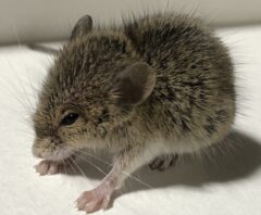 出る時期を調べている対象のネズミ