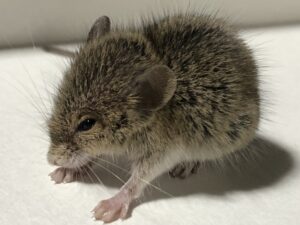 出る時期を調べている対象のネズミ