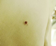 注意すべき時期を調べている対象のダニ