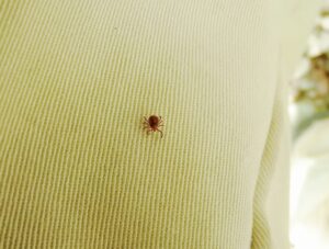 注意すべき時期を調べている対象のダニ