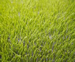 掃除する予定の人工芝