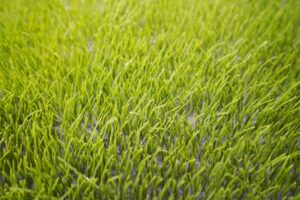 掃除する予定の人工芝