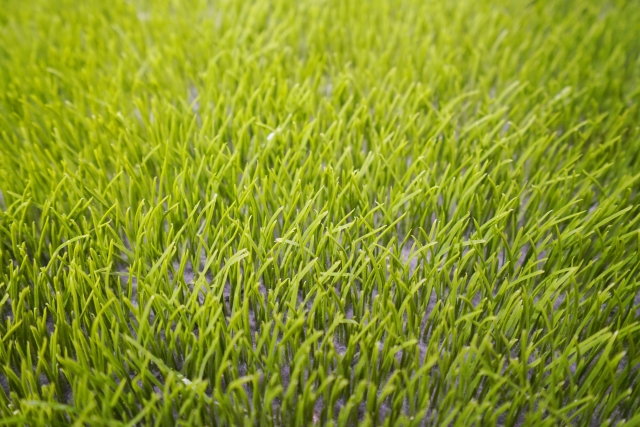 人工芝が汚い!原因と掃除方法を詳しく解説!キレイを維持するコツもご紹介