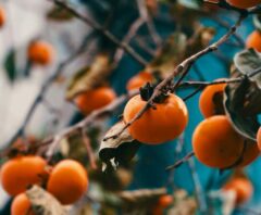 柿の木伐採ガイド