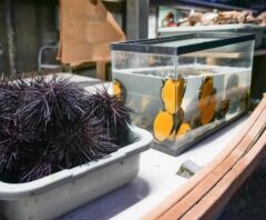 水槽の引っ越し