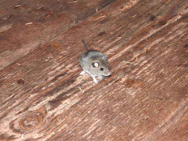 尿被害の元凶であるネズミ