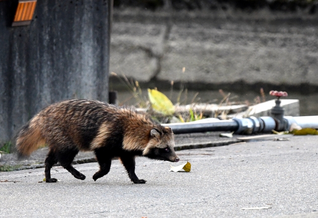 病気を持っている可能性があるたぬき