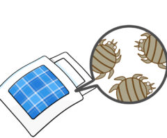 布団の小さい虫