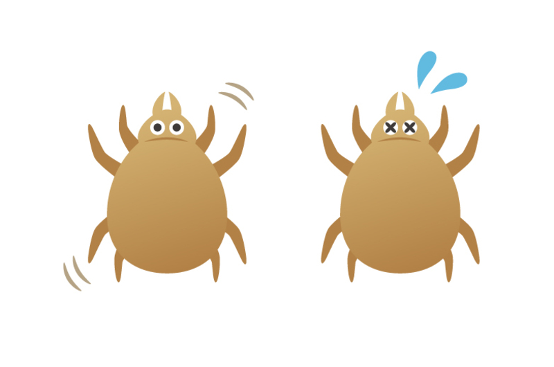 マダニに似た虫の見分け方を解説