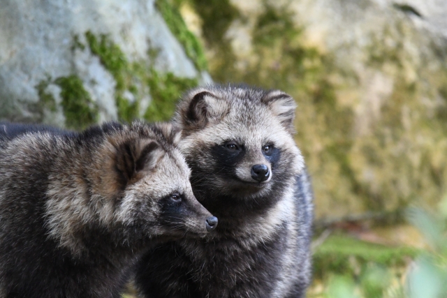 苦手なもので対策をしているタヌキ