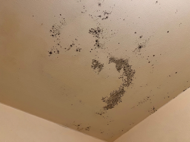 ネズミの尿かもしれない天井のシミ