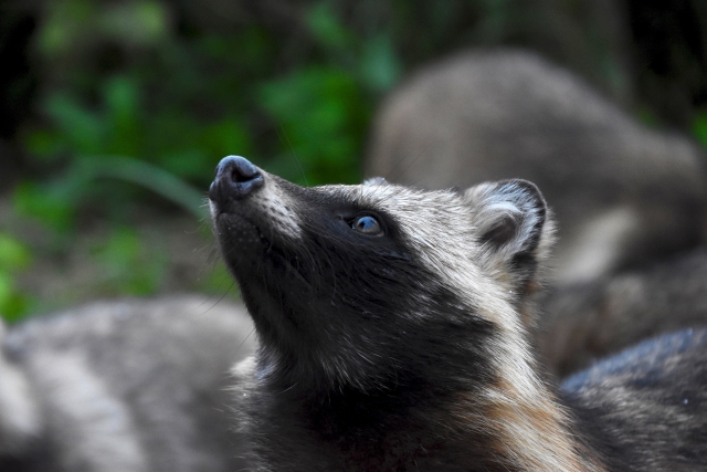 病気かもしれない危険なたぬき