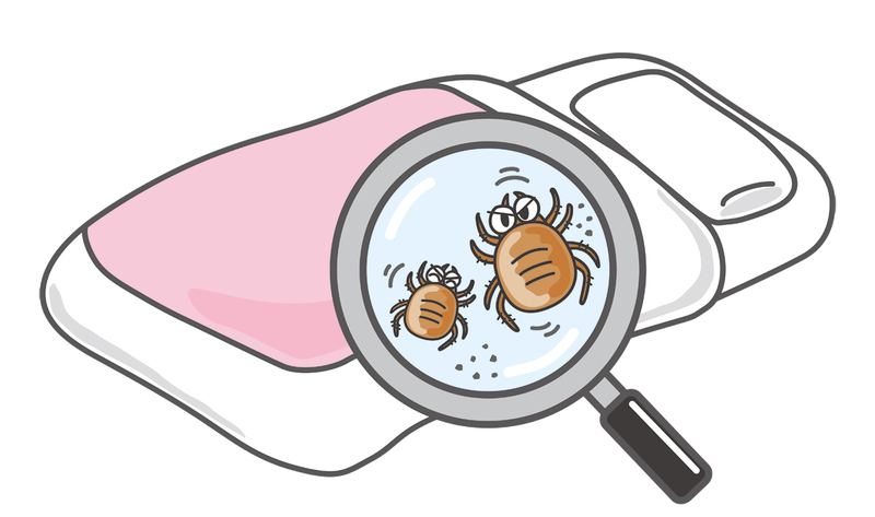 布団の小さい虫を調査