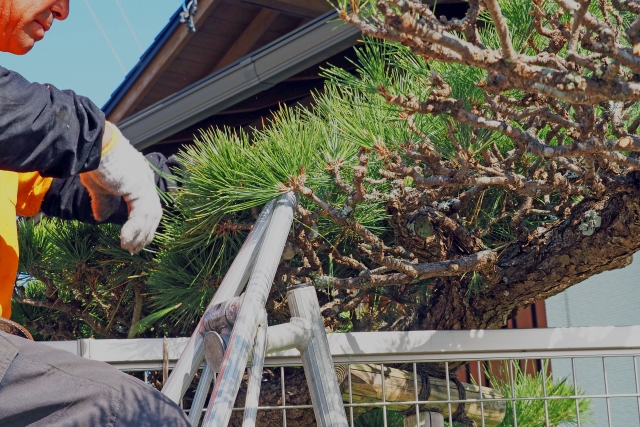 脚立を使って高い位置の庭木を剪定している作業の様子