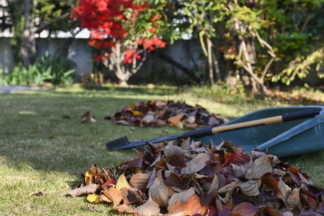 庭の芝生の上に集められた大量の落ち葉