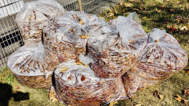 はき掃除で出た落ち葉の処分方法