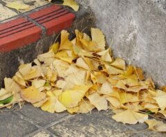 落ち葉の吹き溜まり対策｜原因・掃除方法・予防策まで完全解説