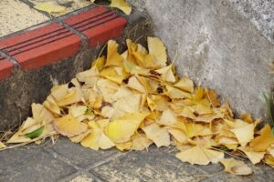 落ち葉の吹き溜まり対策｜原因・掃除方法・予防策まで完全解説