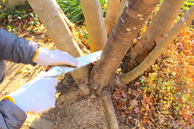 市役所に相談できる木の伐採!公共の樹木3選