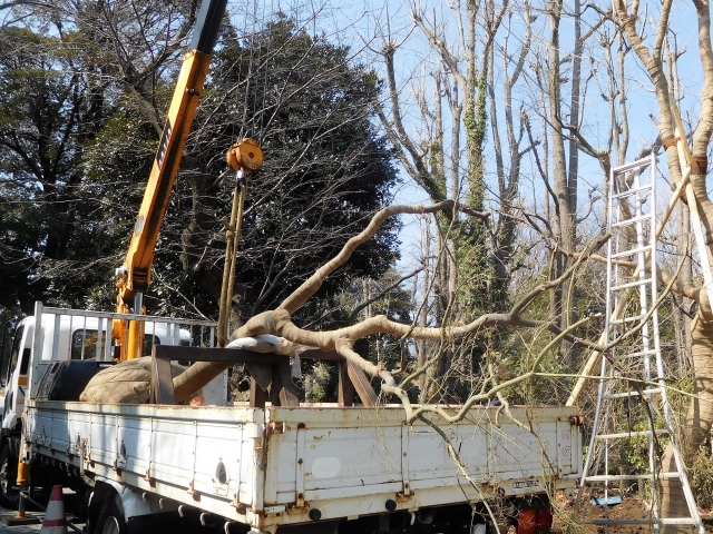 クレーンを使って大きな庭木を伐採・搬出している様子