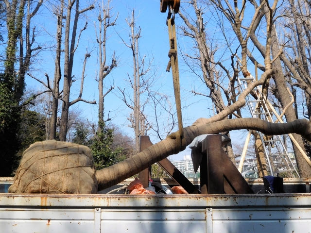 伐採した庭木をトラックに積み込んでいる作業風景
