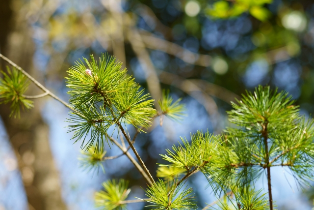 【剪定とあわせて】冬場の松のお手入れのポイント