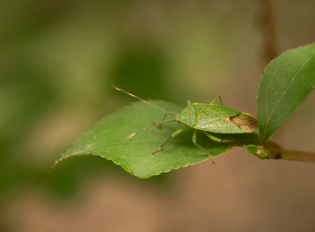 カメムシがマンションに大量発生する理由