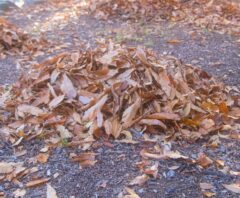 落ち葉掃除はいつ・どうやる？はき掃除の手順とコツを徹底解説