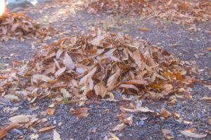 落ち葉掃除はいつ・どうやる？はき掃除の手順とコツを徹底解説